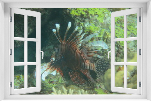 Fototapeta Naklejka Na Ścianę Okno 3D - Pez nadando en el arrecife