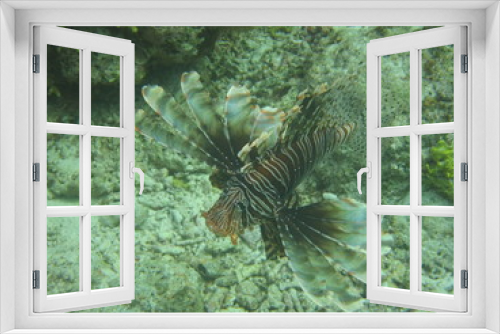 Fototapeta Naklejka Na Ścianę Okno 3D - Pez nadando en el arrecife