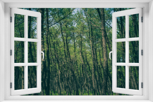 Fototapeta Naklejka Na Ścianę Okno 3D - Pine forest