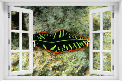 Fototapeta Naklejka Na Ścianę Okno 3D - Babosa de mar en el coral
