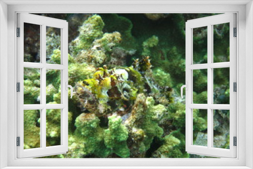 Fototapeta Naklejka Na Ścianę Okno 3D - Pez escorpión camuflado
