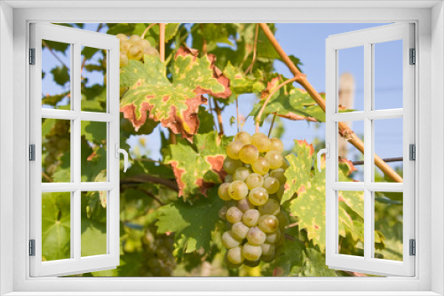 Fototapeta Naklejka Na Ścianę Okno 3D - bunch of ripe grapes on grapevine right before harvest