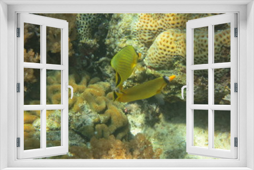 Fototapeta Naklejka Na Ścianę Okno 3D - Corales en Bunaken