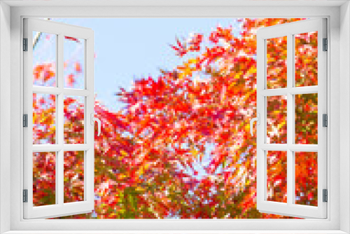 Fototapeta Naklejka Na Ścianę Okno 3D - Red maple leaves on tree in autunm season in Japan