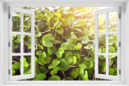 Fototapeta Naklejka Na Ścianę Okno 3D - healthy and fresh sprouts