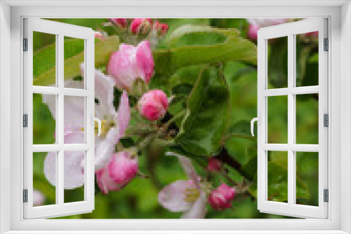 Fototapeta Naklejka Na Ścianę Okno 3D - Beautiful white-pink flowers of an apple tree on a branch in spring,after the rain