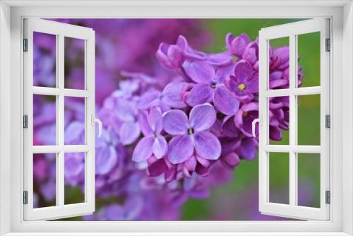 Fototapeta Naklejka Na Ścianę Okno 3D - Beautiful purple lilac flowers.Blooming spring garden.