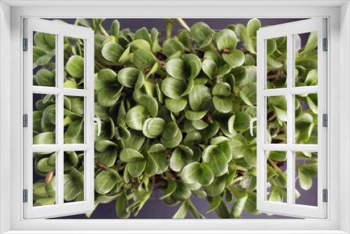 Fototapeta Naklejka Na Ścianę Okno 3D - Microgreens closeup. Healthy eating concept of fresh garden produce organically grown as a symbol of health and vitamins from nature. 