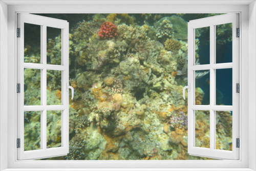 Fototapeta Naklejka Na Ścianę Okno 3D - Arrecife de coral