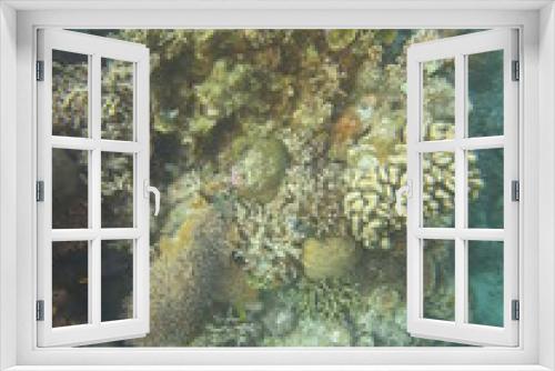 Fototapeta Naklejka Na Ścianę Okno 3D - arrecife de coral