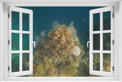 Fototapeta Naklejka Na Ścianę Okno 3D - arrecife de coral