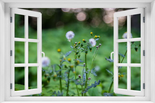 Fototapeta Naklejka Na Ścianę Okno 3D - Małe dmuchawce na zielonym tle