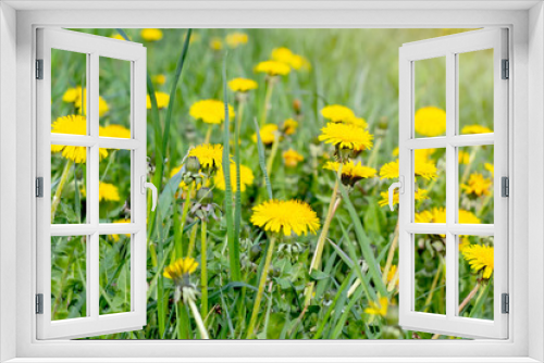 Fototapeta Naklejka Na Ścianę Okno 3D - Bright yellow and orange dandelion flower plants on green spring field background