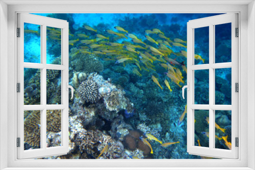 Fototapeta Naklejka Na Ścianę Okno 3D - Fischschwarm im Ozean