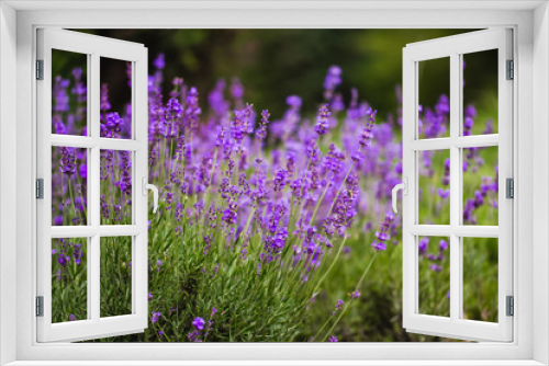 Fototapeta Naklejka Na Ścianę Okno 3D - Soft focus on lavender flower, beautiful lavender flower
