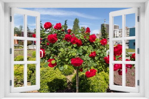 Fototapeta Naklejka Na Ścianę Okno 3D - a lot of roses in the school garden.