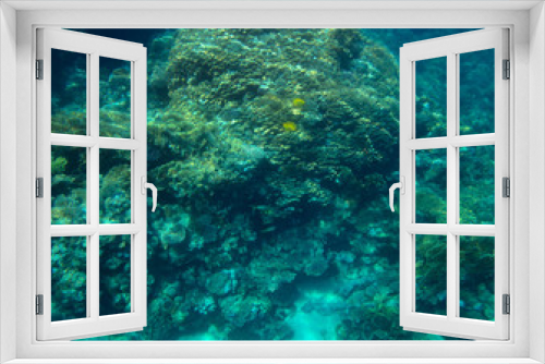 Fototapeta Naklejka Na Ścianę Okno 3D - coral fish, coral reef, underwater
