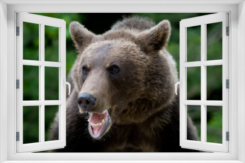 Fototapeta Naklejka Na Ścianę Okno 3D - Wild Bear In The Forest