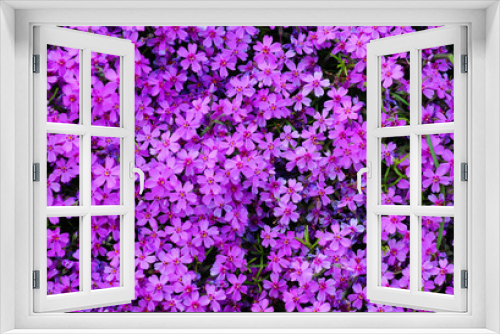 Fototapeta Naklejka Na Ścianę Okno 3D - Blooming purple flowers Geraniales of the genus bells, background.