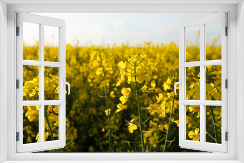 Fototapeta Naklejka Na Ścianę Okno 3D - Tops of blooming rapeseed in the field