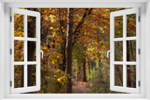 Fototapeta Naklejka Na Ścianę Okno 3D - autumn in the Dutch forest