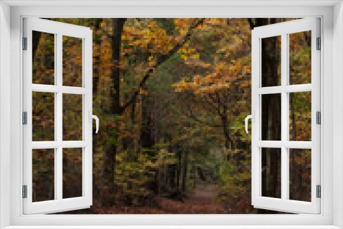 Fototapeta Naklejka Na Ścianę Okno 3D - autumn in the forest in the Netherlands