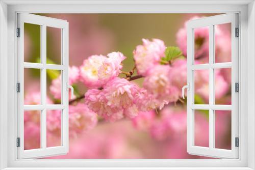 Fototapeta Naklejka Na Ścianę Okno 3D - sakura flowers macro
