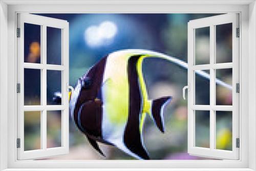 Fototapeta Naklejka Na Ścianę Okno 3D - Moorish idol fish.