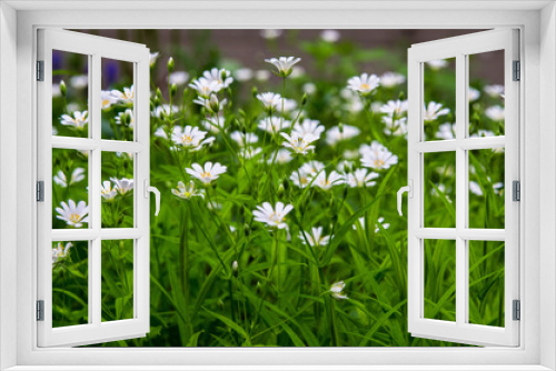 Fototapeta Naklejka Na Ścianę Okno 3D - field of white flowers and green grass
