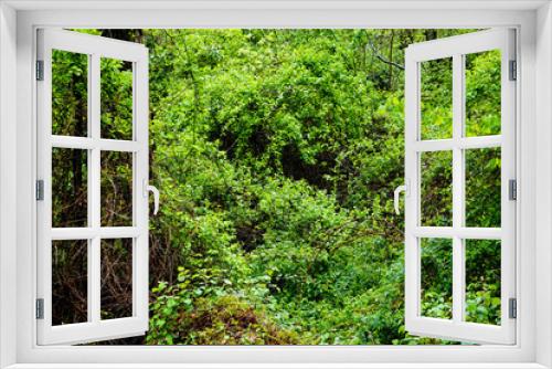 Fototapeta Naklejka Na Ścianę Okno 3D - Lush Green Forest