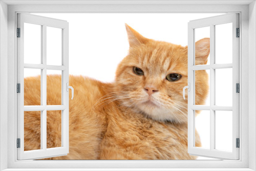 Fototapeta Naklejka Na Ścianę Okno 3D - ginger cat isolated