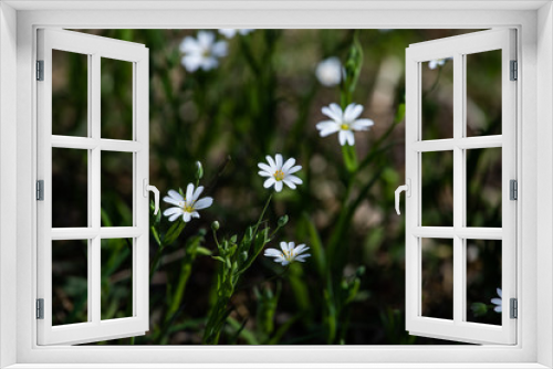 Fototapeta Naklejka Na Ścianę Okno 3D - delicate white flowers