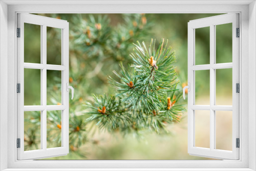 Fototapeta Naklejka Na Ścianę Okno 3D - Young pine branches in spring.
