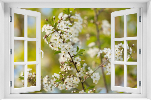 Fototapeta Naklejka Na Ścianę Okno 3D - Flowers cherry tree branch in the garden, spring bloom, blossom in sunlight	