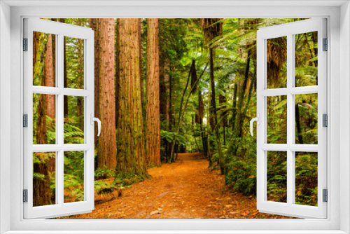 Fototapeta Naklejka Na Ścianę Okno 3D - Rotorua Redwoods Forest Walk 