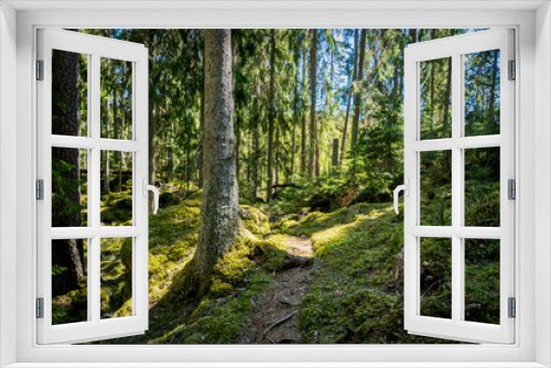 Fototapeta Naklejka Na Ścianę Okno 3D - Ycke forest
