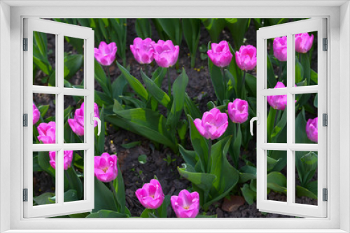 Fototapeta Naklejka Na Ścianę Okno 3D - The pretty color of peach tulips beginning to open under the warmth of Springtime sunshine