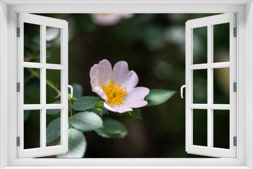Fototapeta Naklejka Na Ścianę Okno 3D - Close up of wild dog rose flowers