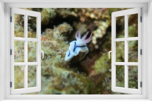 Fototapeta Naklejka Na Ścianę Okno 3D - Babosa de mar