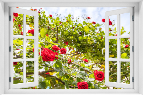 Fototapeta Naklejka Na Ścianę Okno 3D - 瑞々しいバラの花