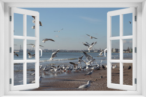 Fototapeta Naklejka Na Ścianę Okno 3D - Seagulls by the sea. Birds at the beach. Day at the beach.