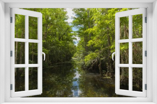 Fototapeta Naklejka Na Ścianę Okno 3D - river and forest landscape at everglades