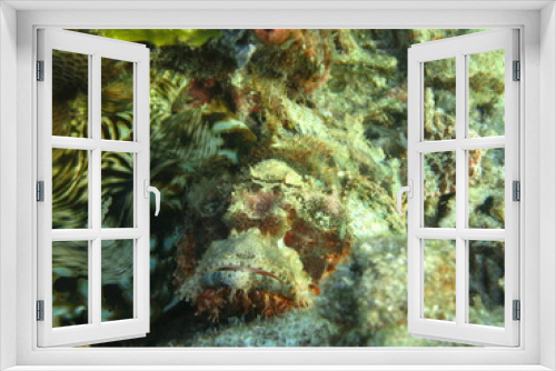 Fototapeta Naklejka Na Ścianę Okno 3D - Pez escorpión en wakatobi