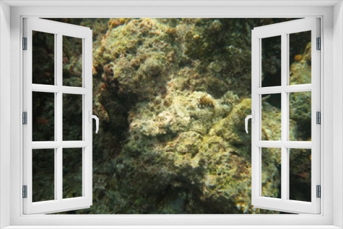 Fototapeta Naklejka Na Ścianę Okno 3D - Pez cocodrilo camuflado