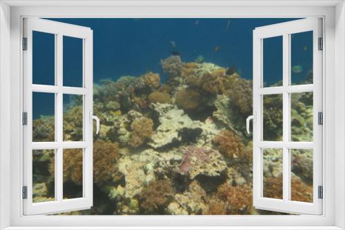 Fototapeta Naklejka Na Ścianę Okno 3D - Arrecife en wakatobi