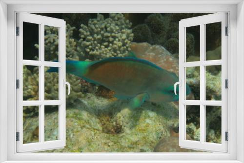 Fototapeta Naklejka Na Ścianę Okno 3D - Arrecife en wakatobi