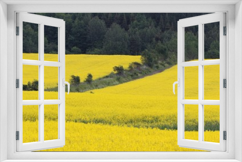 Fototapeta Naklejka Na Ścianę Okno 3D - Yellow Canola flowers field landscape