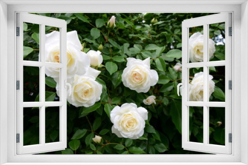 Fototapeta Naklejka Na Ścianę Okno 3D - Weiße Rosen - Rosenbusch im Park
