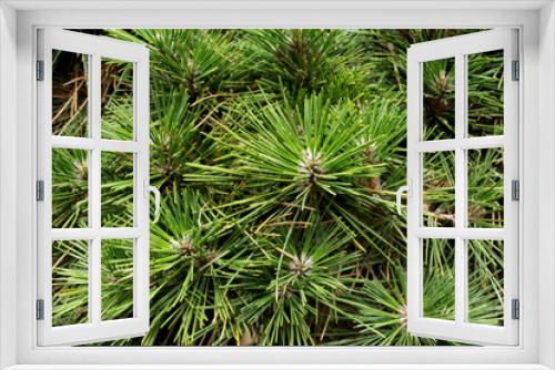 Fototapeta Naklejka Na Ścianę Okno 3D - Evergreen spruce branches background