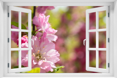 Fototapeta Naklejka Na Ścianę Okno 3D - Floral background with pale pink cherry blossoms.